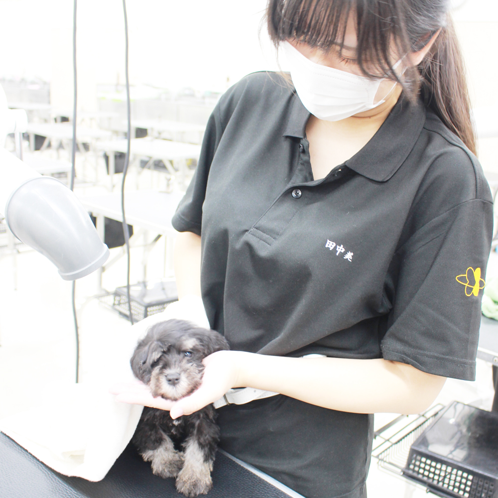 シュナウザー兄妹のケアトリミング！